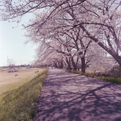 内津川の桜道