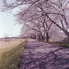 内津川の桜道