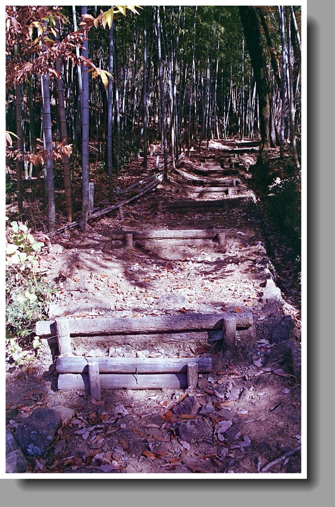 竹林へ進む坂道