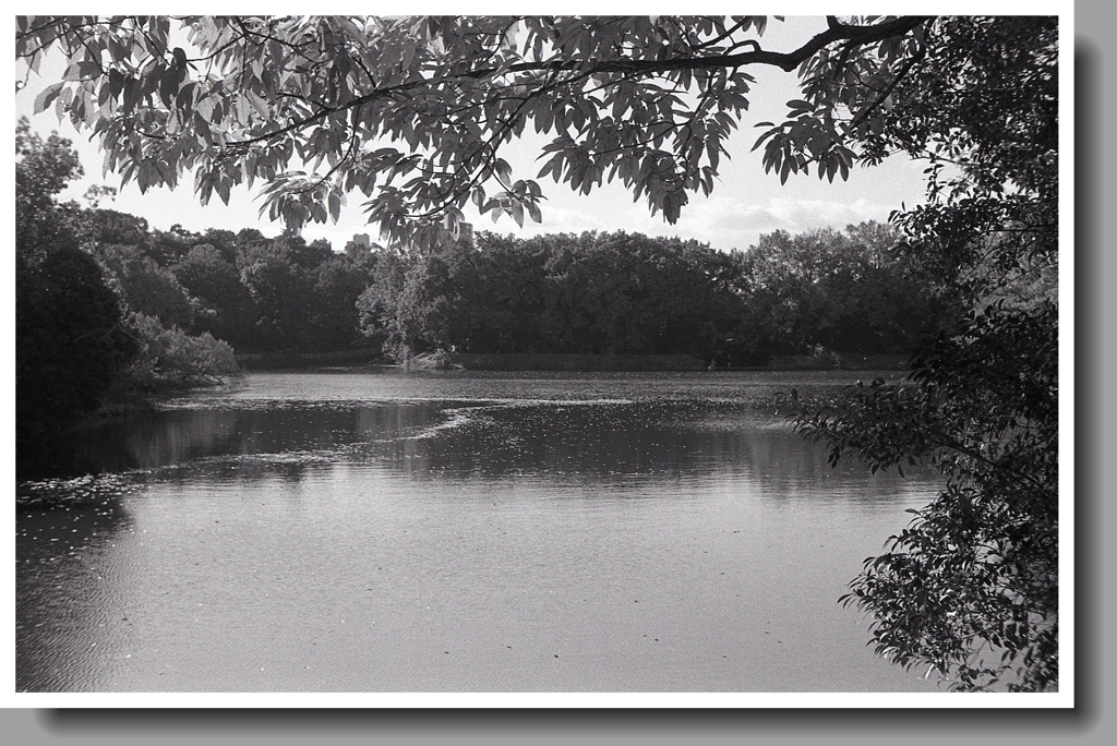 木々の間から見返り池全貌