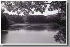 木々の間から見返り池全貌