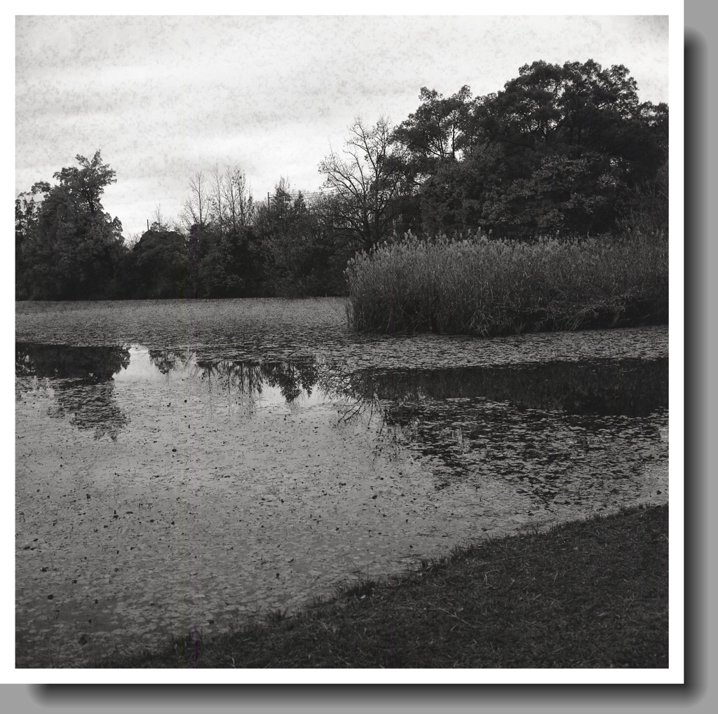 団地群の新池公園