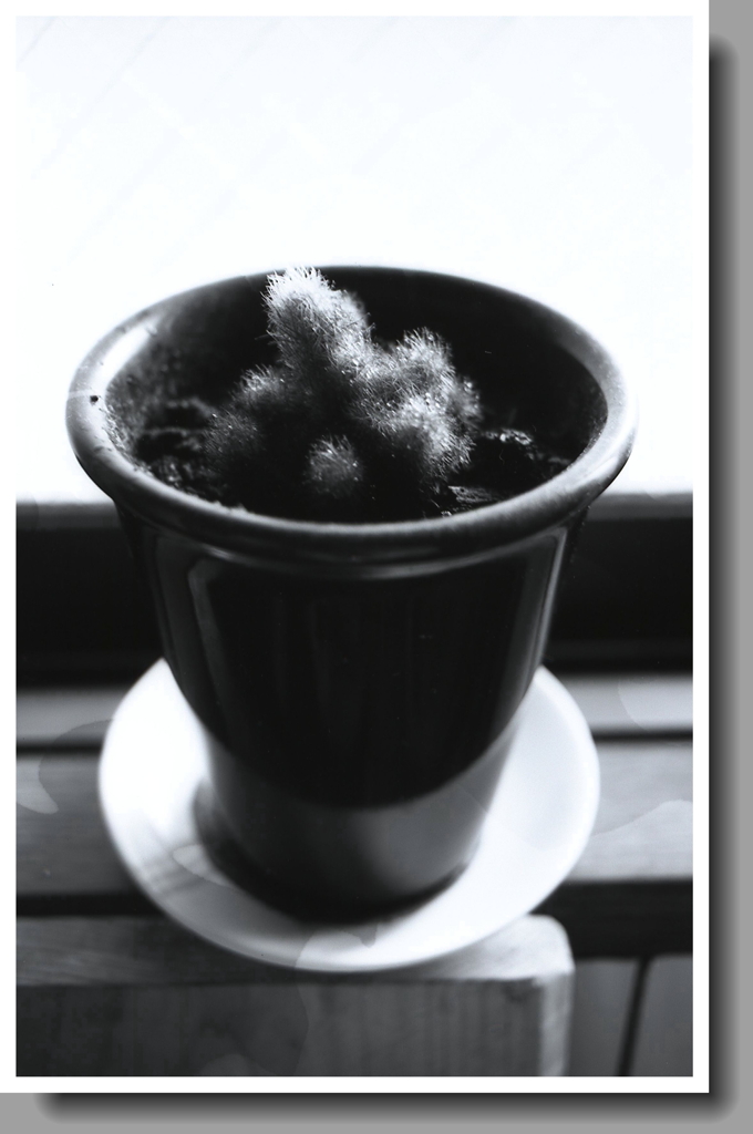 生きているのか枯れているのか…