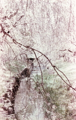 枝垂桜