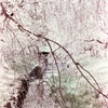 枝垂桜