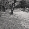 八田川ふれあい緑道