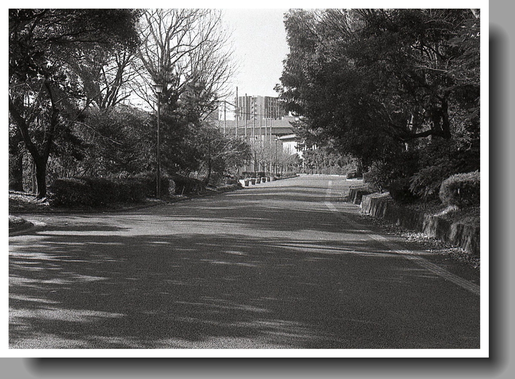 節操もなく…師走の大通り