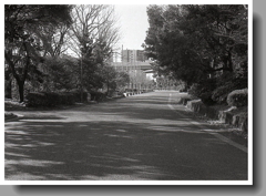 節操もなく…師走の大通り