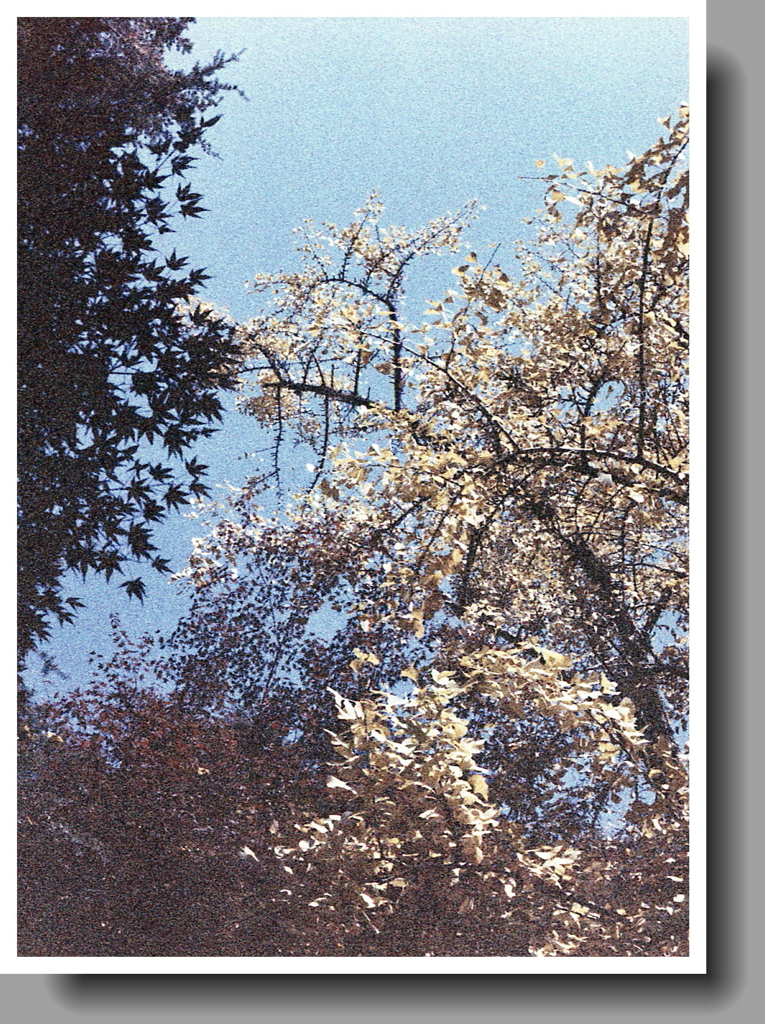 ノイジーな銀杏