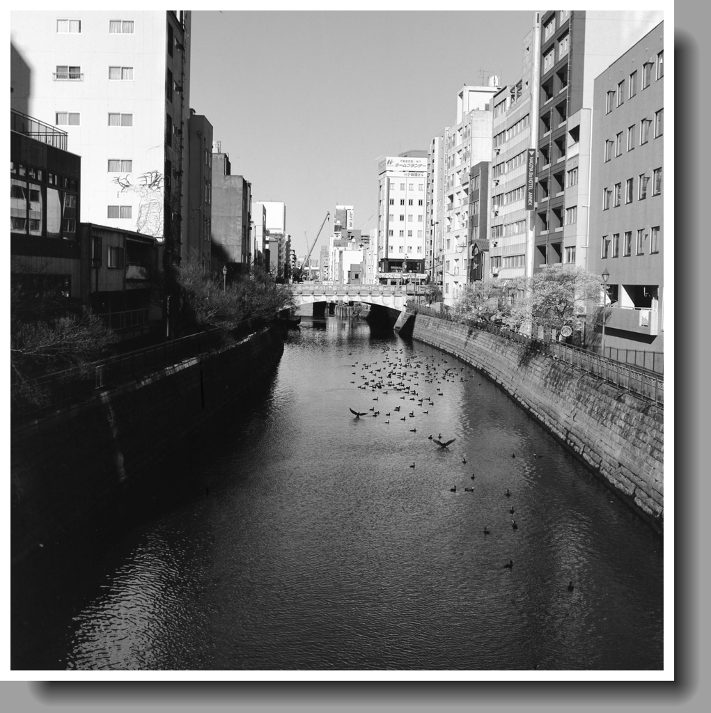 納屋橋から鵜の群がる堀川風景