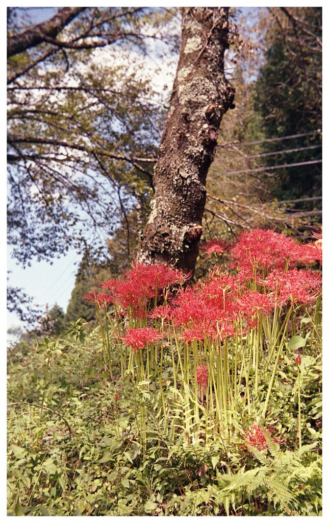 笠置の土手に…彼岸花