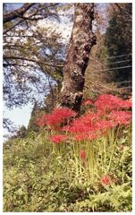 笠置の土手に…彼岸花