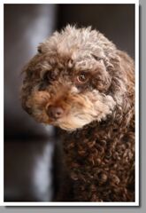 あの頃君は、若かったぁ～！　～マリ６歳のころ