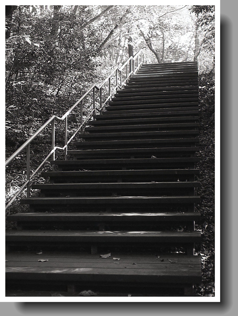 緑地の木階段スロープ