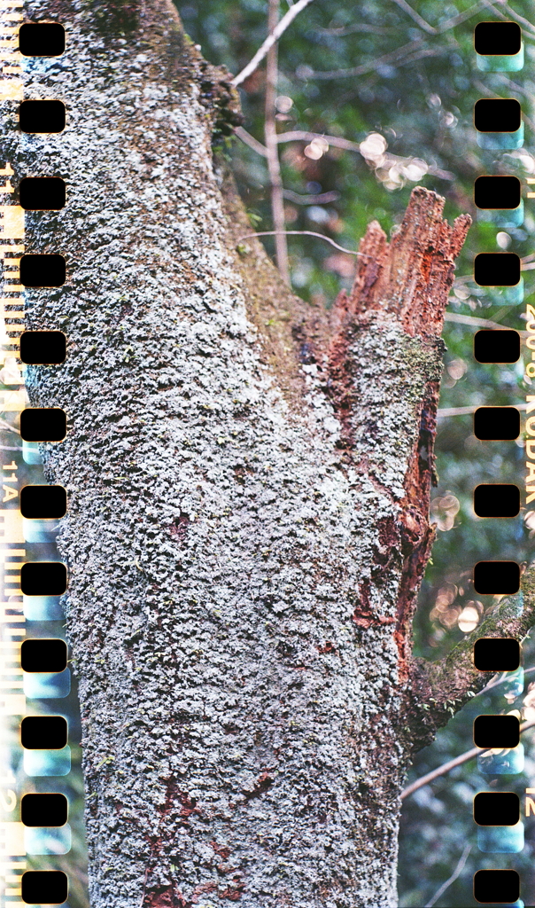 北側の苔肌