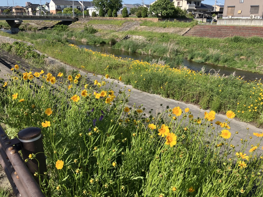 オオキンケイギクの咲くころ