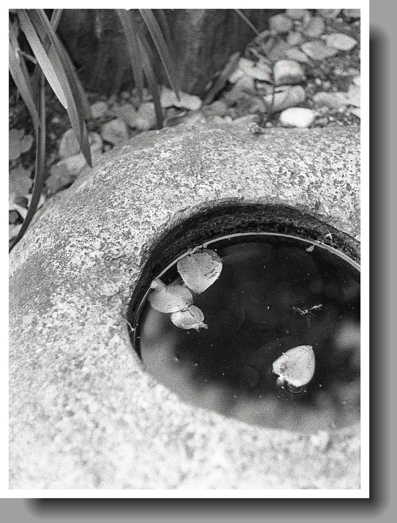 蹲（つくばい）の落葉