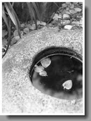 蹲（つくばい）の落葉