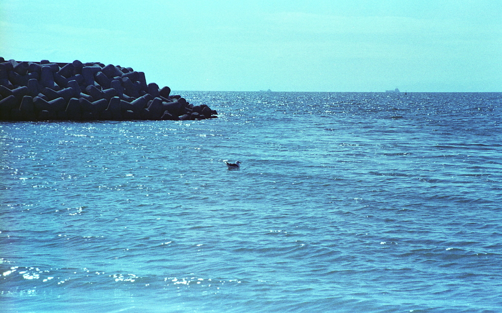 ふりかえると海猫一羽