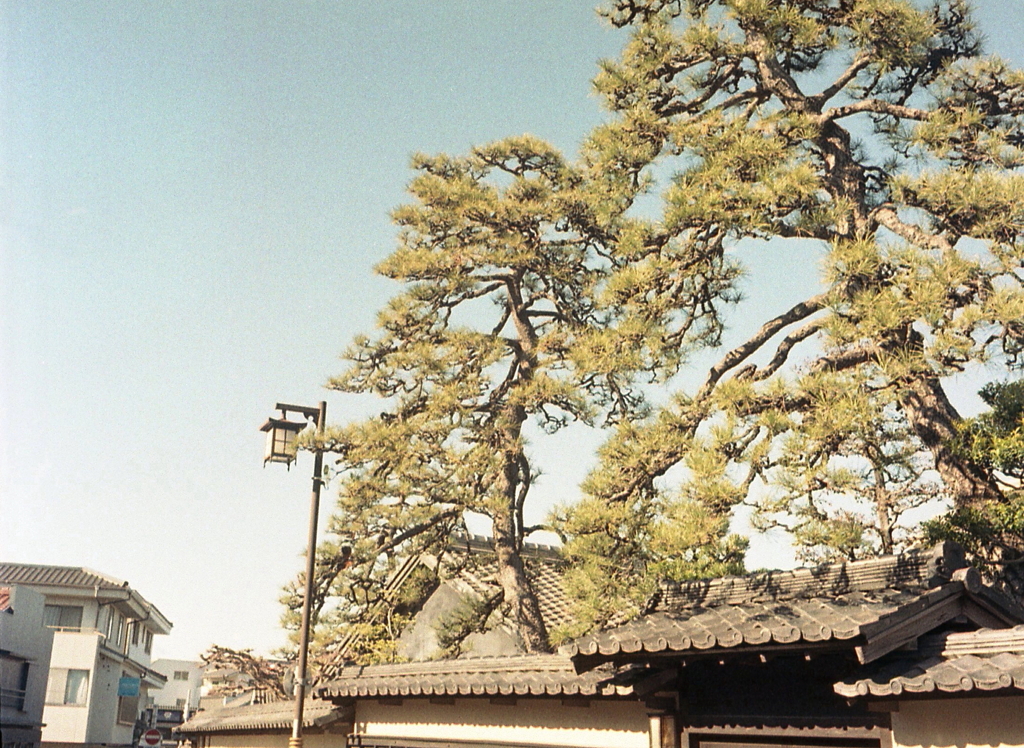 旧家の松