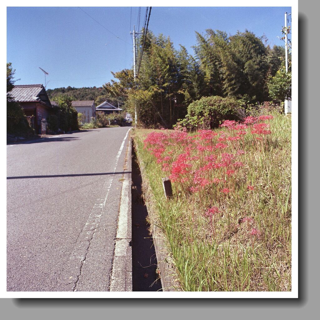 廿原の彼岸花