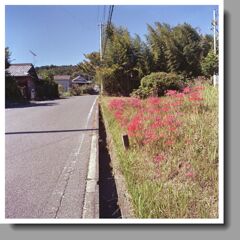 廿原の彼岸花