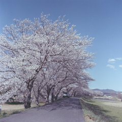 内津川の桜道Ⅱ