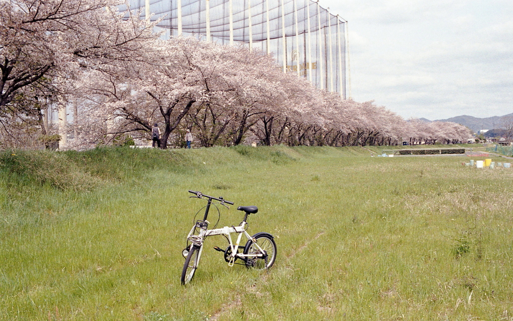 ゆるやかに曲る桜道