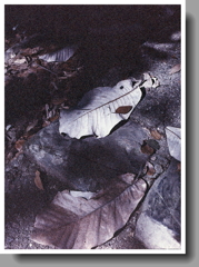 石段に朴葉の葉