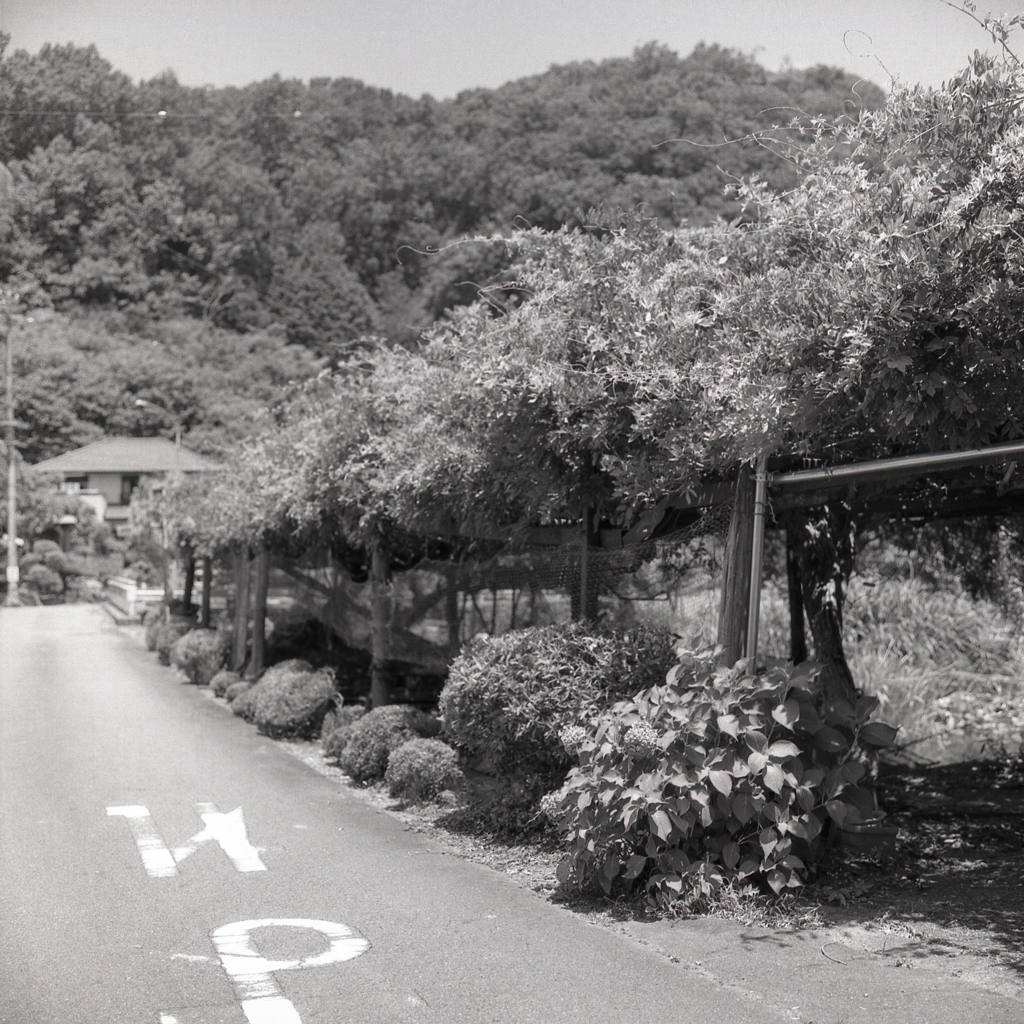アジサイも咲く緑豊かな村の舗装路