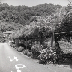 アジサイも咲く緑豊かな村の舗装路