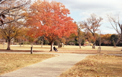 冬の公園