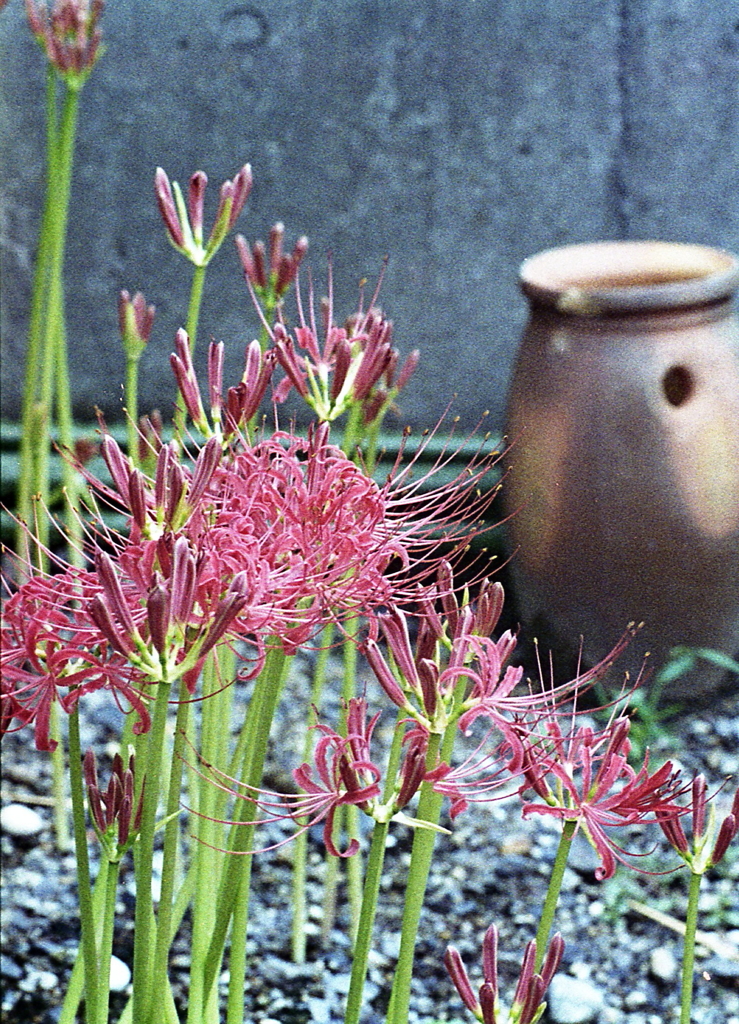 雨上がりの曼殊沙華
