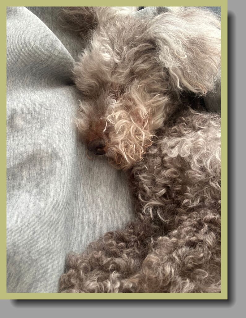 マリが永眠いたしました。