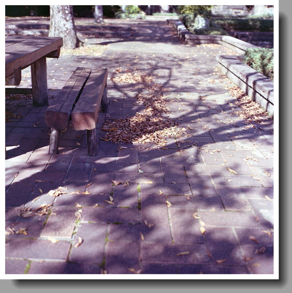 落葉と木影の舗道