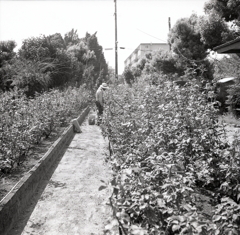 夏の薔薇園