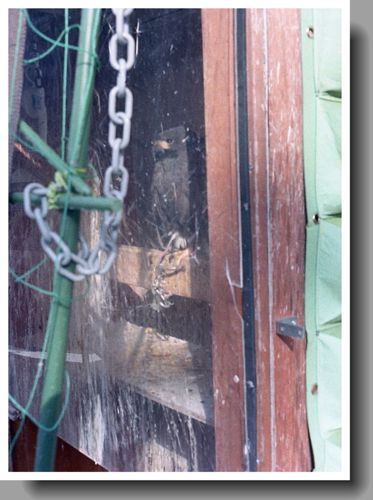 お店を出ると…ワシやワシ！