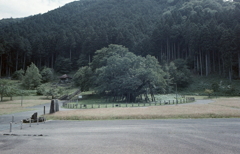 根尾谷淡墨桜