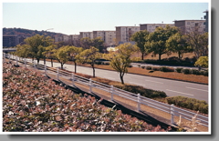 高蔵寺団地群の大通り