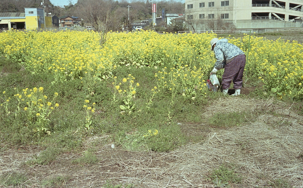 地主のお母さん