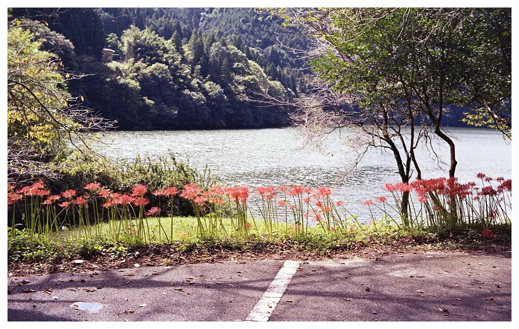 川辺にならぶ彼岸花