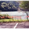 川辺にならぶ彼岸花