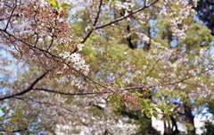 葉桜の残り花