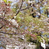 葉桜の残り花