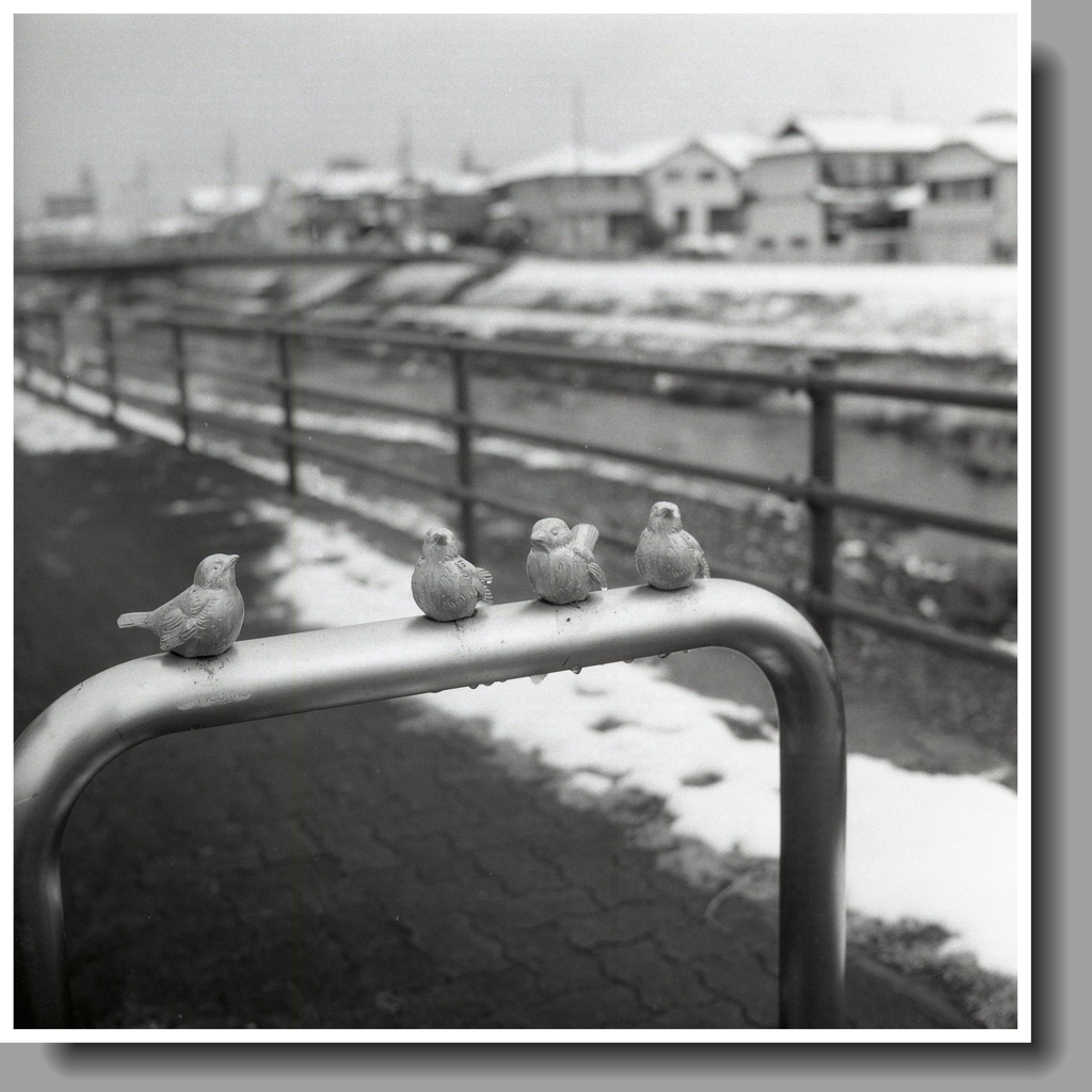 つめたいすずめ