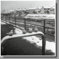 つめたいすずめ