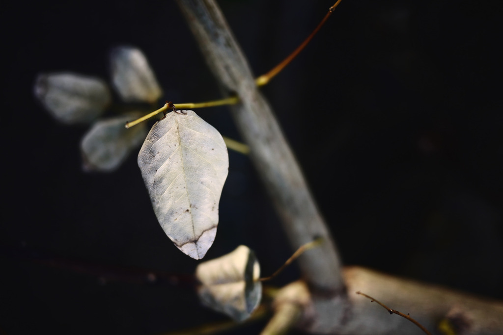 P1130219