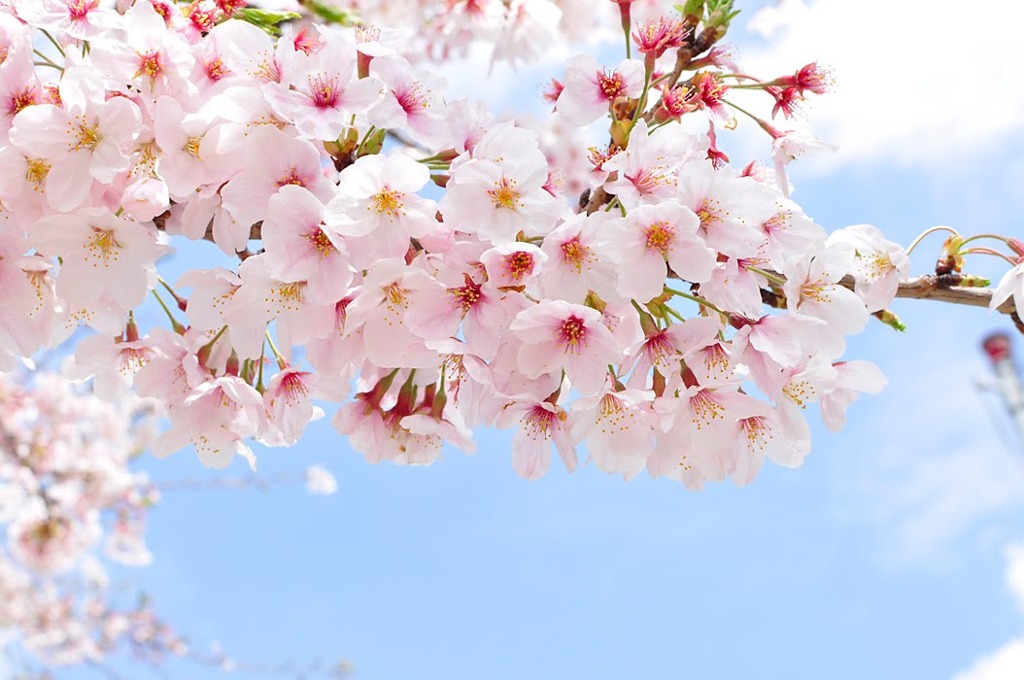 桜色