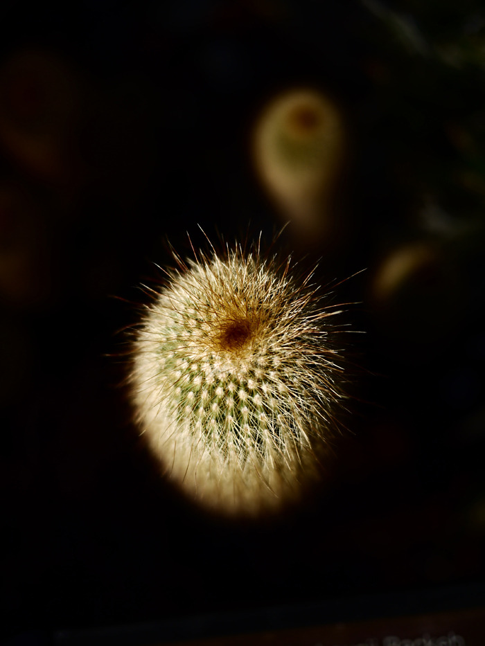 P1050931