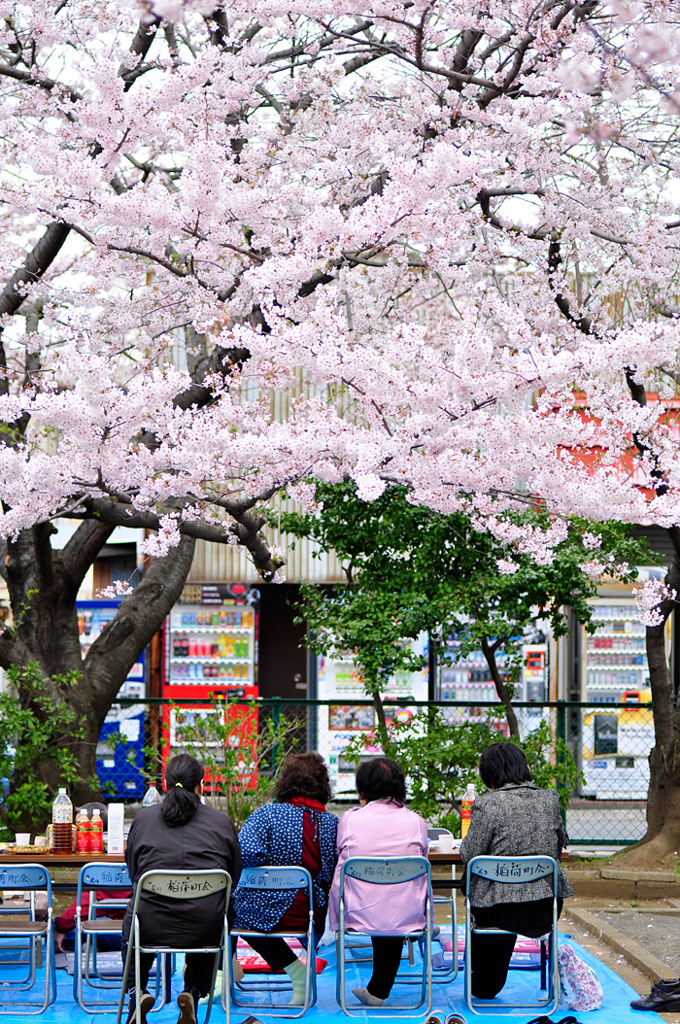 お花見